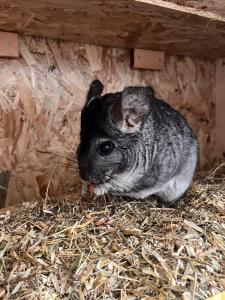 Chinchilla