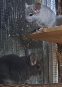 Junge bunte Chinchilla Chinchi Nachwuchs männlich weiblich