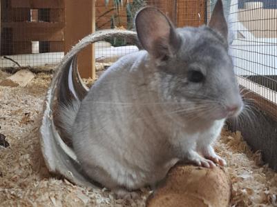 Junge bunte Chinchilla Chinchi Nachwuchs männlich weiblich