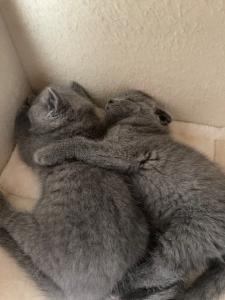 Kätzchen Scottish Fold