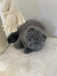 Kätzchen Scottish Fold