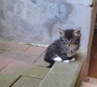 Katzenkinder Katzenbabys Kitten