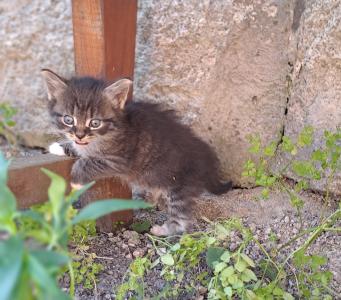 Katzenkinder Katzenbabys Kitten