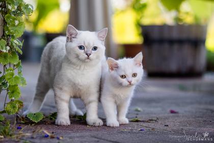 Super Kuschler suchen Adoptiveltern!