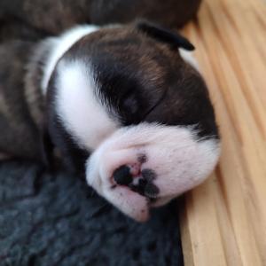 VDH/KfT Zucht Boston Terrier Welpen zu verkaufen