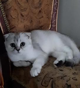 BKH- Scottish Fold-Kitten