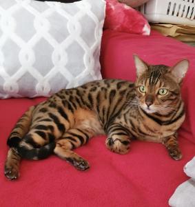 Bengal Kater abzugeben