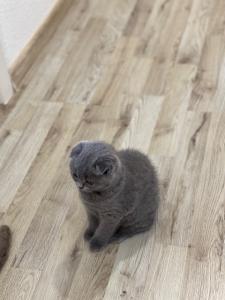 Kätzchen Scottish Fold