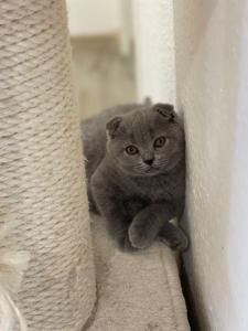 Kätzchen Scottish Fold