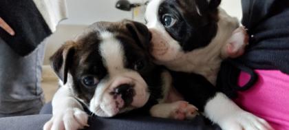 VDH Zucht 2 zuckersüße Boston Terrier Welpen Rüden zu verkaufen