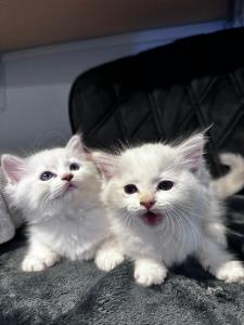 Wunderschöne Ragdoll Kitten