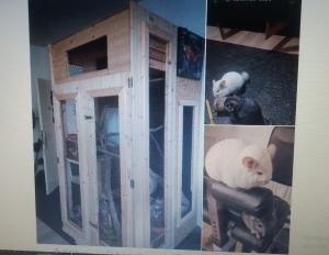 2 Chinchillas ab zu geben