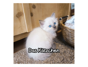 4 Heilige Birma Kitten suchen ein neues liebevolles zu Hause