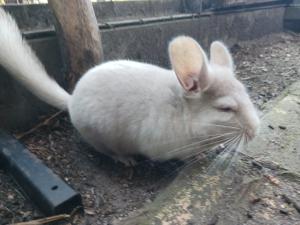 Chinchilla