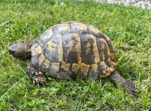 Griechische Landschildkröte Männchen geb. 1995