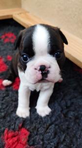 VDH/KfT Zucht Boston Terrier Welpen zu verkaufen