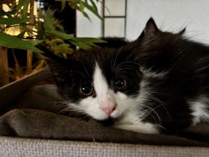 Zuckersüße Maine-Coon-Mix-Kitten