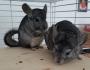 4 Chinchillas abzugeben