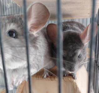 2 Chinchilla Jungen dringend zu verkaufen