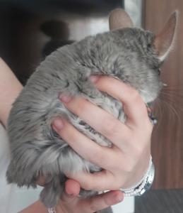 2 Chinchilla Jungen dringend zu verkaufen