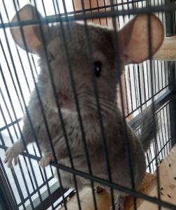 2 Chinchilla Jungen dringend zu verkaufen