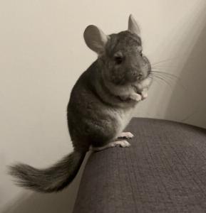 2 Chinchilla Männchen suchen ein neues Zuhause