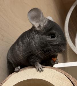 2 Chinchilla Männchen suchen ein neues Zuhause