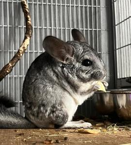 2 Chinchillas w/m in liebevolle Hände abzugeben.