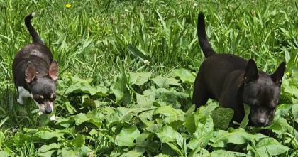 2 Hunde abzugeben