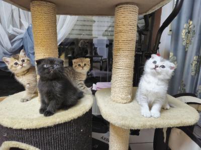 3 BKH Kätzchen suchen liebevolle Familien