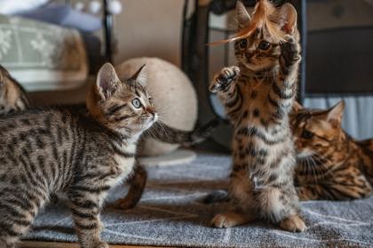 Bengal Kitten Katzen Mix (Bengal Kitten Mix)