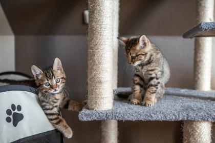 Bengal Kitten Katzen Mix (Bengal Kitten Mix)