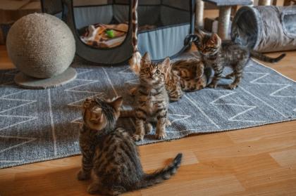 Bengal Kitten Katzen Mix (Bengal Kitten Mix)