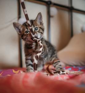 Bengal Kitten Katzen Mix (Bengal Kitten Mix)