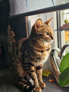 Bengal Weibchen abzugeben