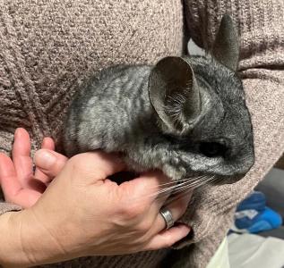 Chinchilla Tommi sucht ein neues Zuhause