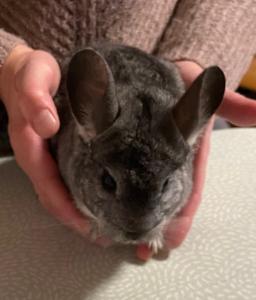 Chinchilla Tommi sucht ein neues Zuhause