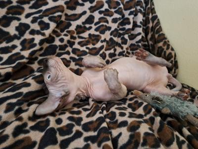 Deam Nyx exotisch süße Kanadische Sphynx Kater suchen ein neues, liebevolles Zuhause.