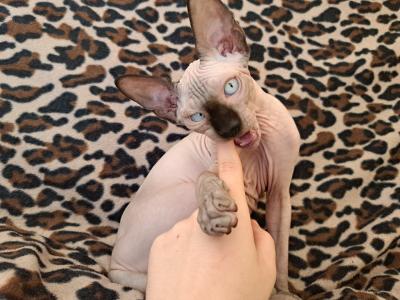 Deam Nyx exotisch süße Kanadische Sphynx Kater suchen ein neues, liebevolles Zuhause.