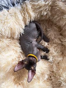 Deam Nyx exotisch süße Kanadische Sphynx Kater suchen ein neues, liebevolles Zuhause.