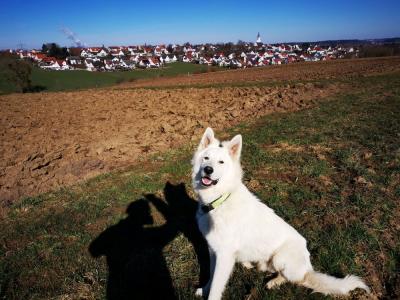 Erfahrener Deckrüde Weißer Schäferhund