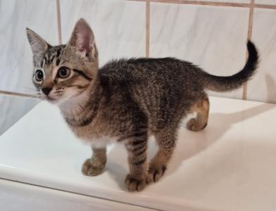 Getigerte glückliche Babykatze sucht liebevolles Zuhause - Abholbereit! -