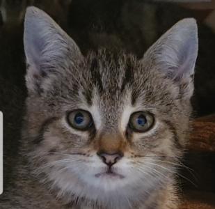 Getigerte glückliche Babykatze sucht liebevolles Zuhause - Abholbereit! -