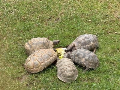 Kinixys belliana auch Bells Glattrandgelenkschildkröte