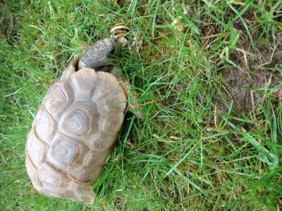 Kinixys belliana auch Bells Glattrandgelenkschildkröte