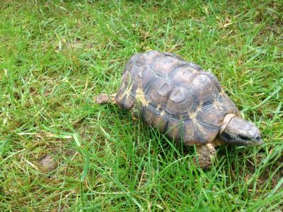 Kinixys belliana auch Bells Glattrandgelenkschildkröte