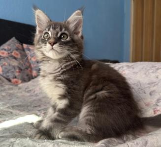 Reinrassige Maine Coon Kitten suchen liebevolles zuhause