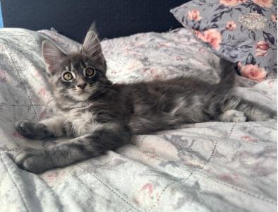 Reinrassige Maine Coon Kitten suchen liebevolles zuhause