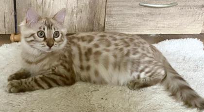 Seltenes snow mink Cashmere Bengal Mädchen. VERGEBEN !! Doch Babys sind unterwegs