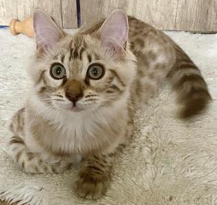 Seltenes snow mink Cashmere Bengal Mädchen. VERGEBEN !! Doch Babys sind unterwegs